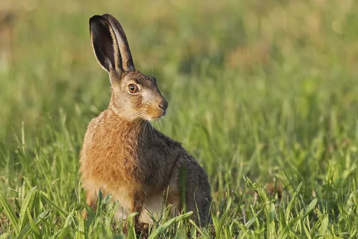 Framed Print : European hare (Lepus europaeus) in meadow