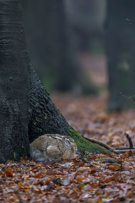 Framed Print : European hare (Lepus europaeus) in its nest on the trunk of a copper beech