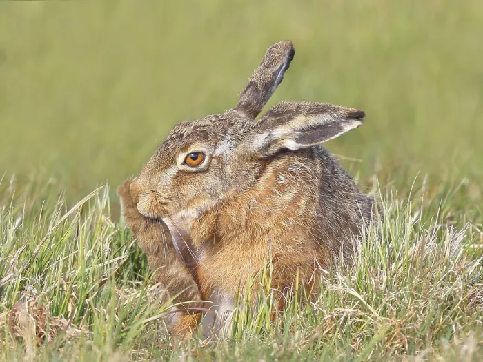 Framed Print : European hare (Lepus europaeus) resting in a meadow