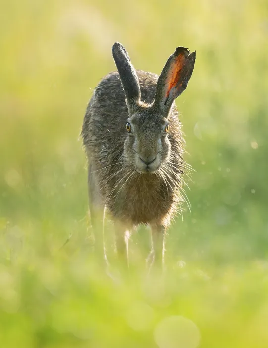 Framed Print : European hare (Lepus europaeus) running along a country lane Framed Print : European hare (Lepus europaeus) running along a country lane
