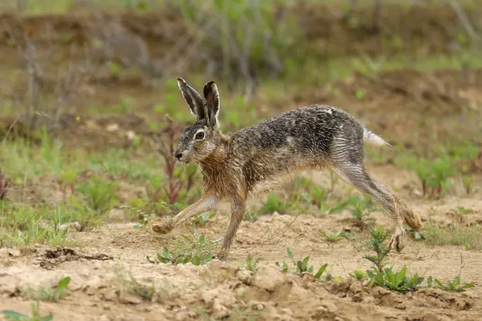 Framed Print : European hare (Lepus europaeus) running on a field path