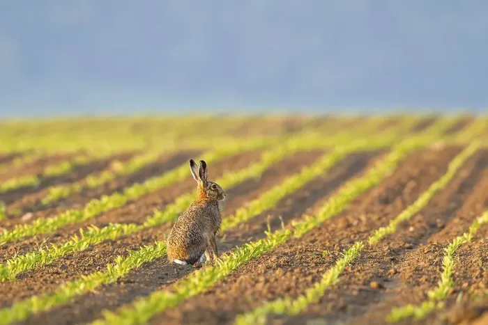 Framed Print : European Hare (Lepus europaeus) sitting in a field Framed Print : European Hare (Lepus europaeus) sitting in a field