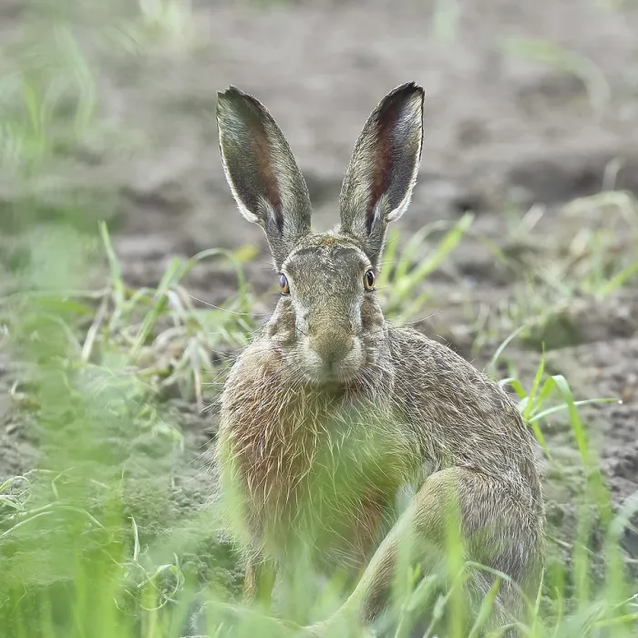 Framed Print : European hare (Lepus europaeus) sitting on a freshly harrowed field