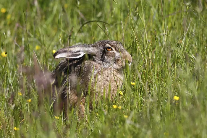 Framed Print : European hare (Lepus europaeus) sitting in a meadow