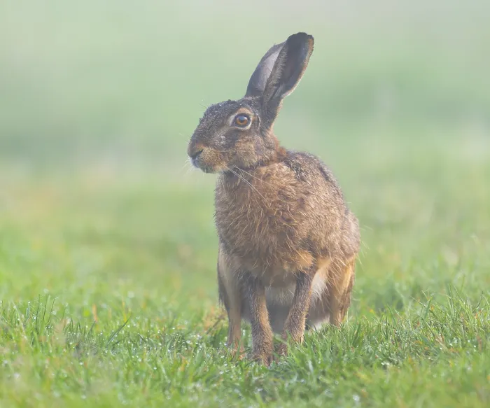 Framed Print : European hare (Lepus europaeus) sitting in a meadow