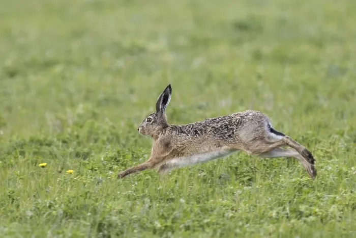 Framed Print : European hare, (Lepus), running at gathering time