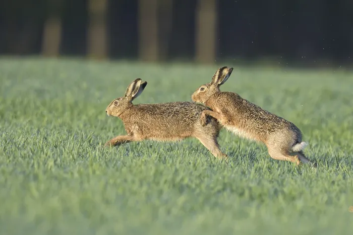 Framed Print : Two European hares (Lepus europaeus) in the field