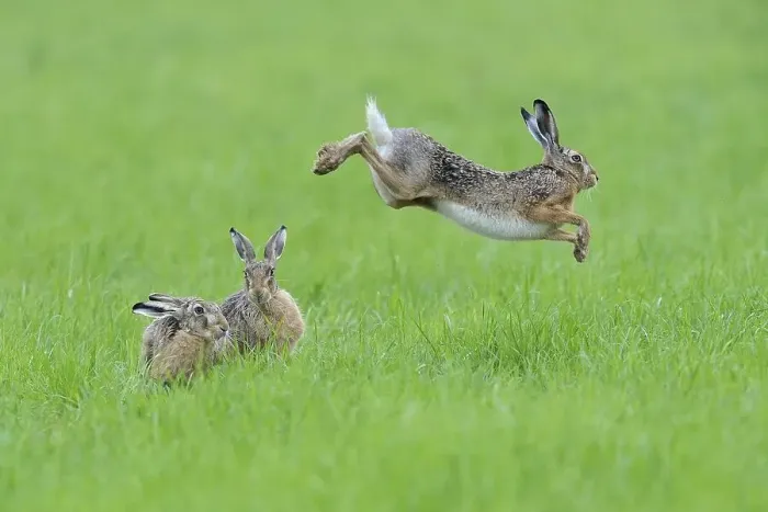 Framed Print : Three European hares (Lepus europaeus) in a meadow Framed Print : Three European hares (Lepus europaeus) in a meadow