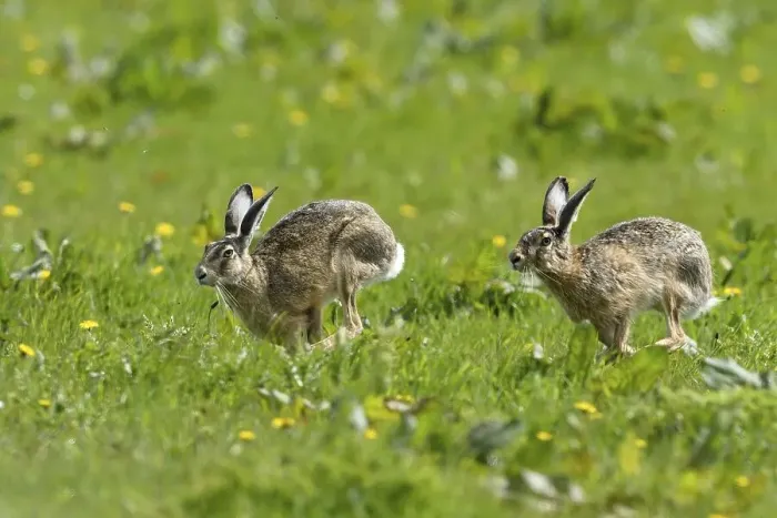 Framed Print : Two European hares (Lepus europaeus) run over meadow
