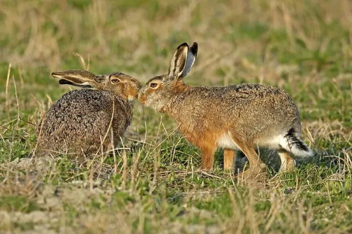 Framed Print : Two European hares (Lepus europaeus) sniff each other on a field