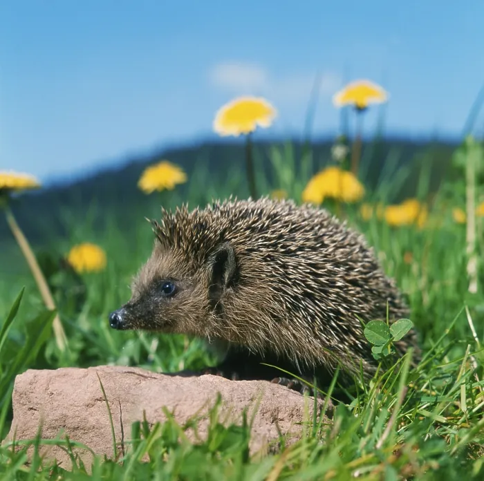Framed Print : European hedgehog (Erinaceus europaeus)
