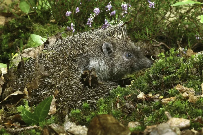 Framed Print : EUROPEAN HEDGEHOG (erinaceus europaeus)