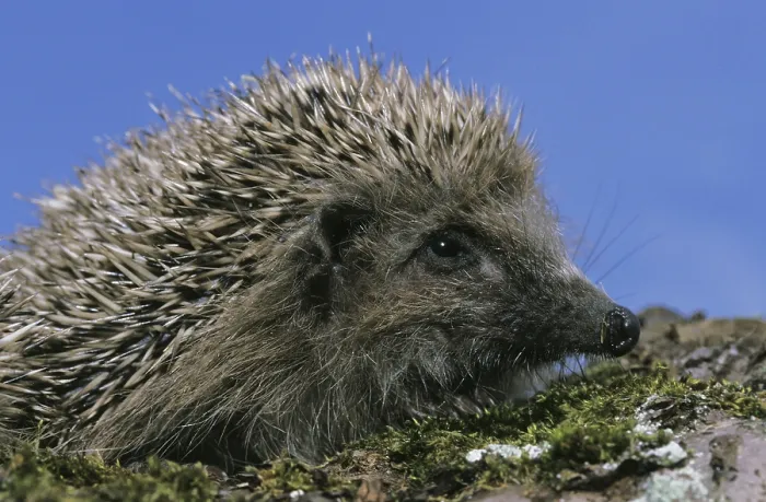 Framed Print : European Hedgehog (erinaceus europaeus) Framed Print : European Hedgehog (erinaceus europaeus)