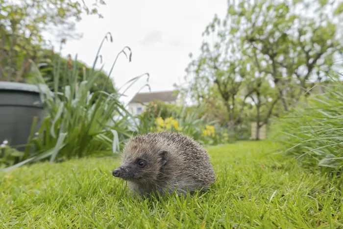 Framed Print : European hedgehog (Erinaceus europaeus)