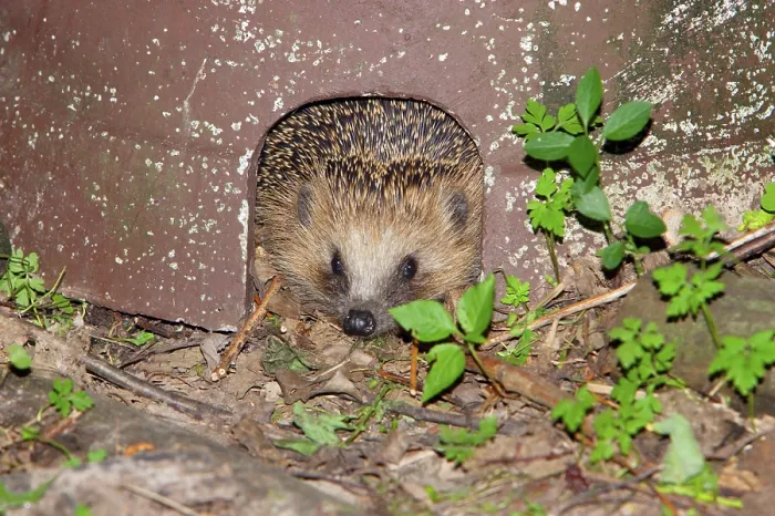 Framed Print : European Hedgehog (Erinaceus europaeus) Framed Print : European Hedgehog (Erinaceus europaeus)