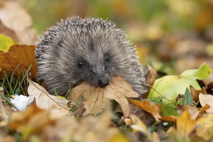 Framed Print : European hedgehog (Erinaceus europaeus)