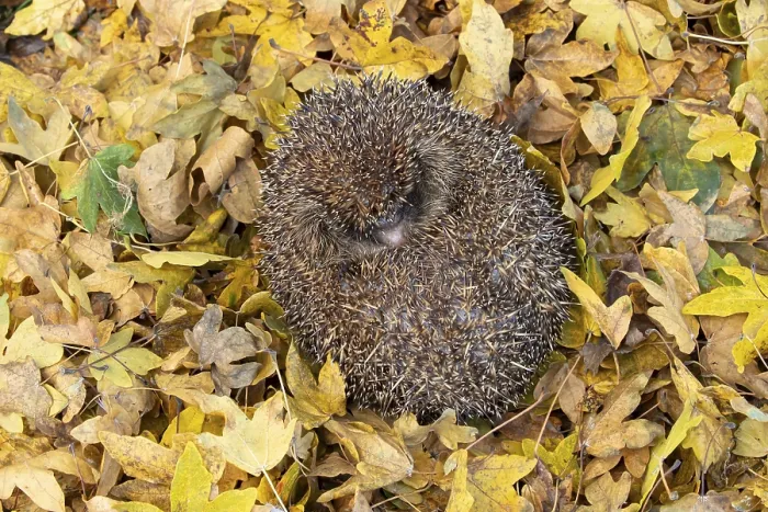 Framed Print : European hedgehog (Erinaceus europaeus)