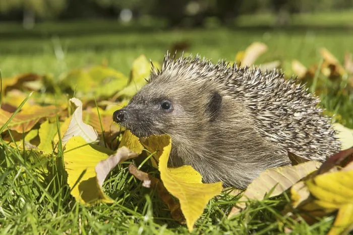 Framed Print : European Hedgehog (Erinaceus europaeus) adult Framed Print : European Hedgehog (Erinaceus europaeus) adult