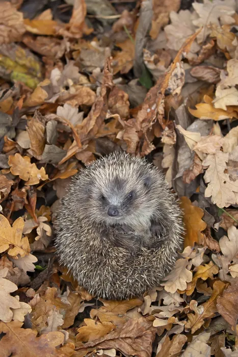 Framed Print : European hedgehog (Erinaceus europaeus) adult animal curled up in a ball on fallen autumn leaves in a garden