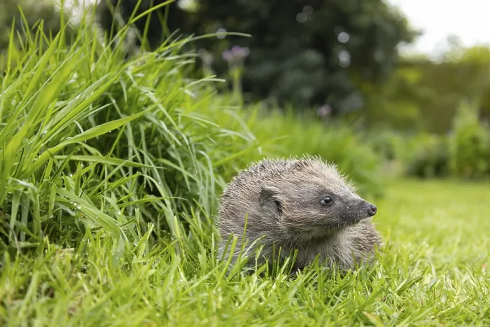 Framed Print : European hedgehog (Erinaceus europaeus) adult animal on a garden grass lawn next to a patch of long grass Framed Print : European hedgehog (Erinaceus europaeus) adult animal on a garden grass lawn next to a patch of long grass