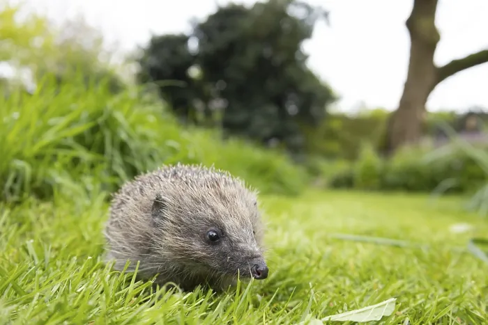 Framed Print : European hedgehog (Erinaceus europaeus) adult animal on a garden grass lawn in spring Framed Print : European hedgehog (Erinaceus europaeus) adult animal on a garden grass lawn in spring