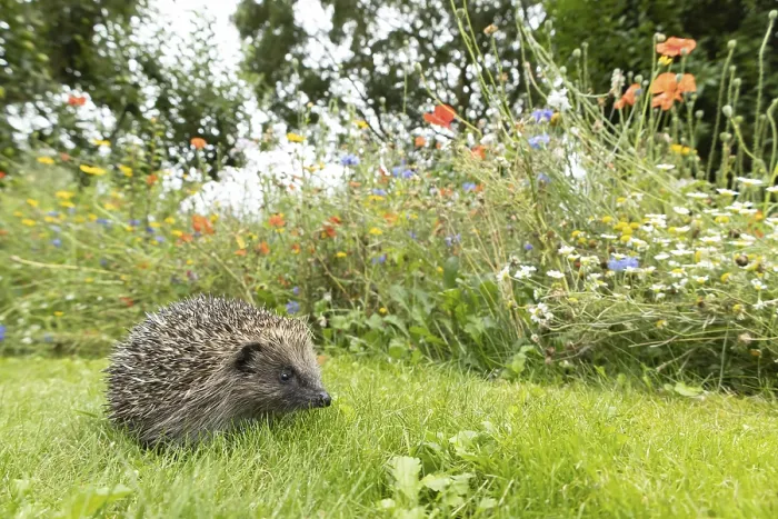 Framed Print : European hedgehog (Erinaceus europaeus) adult animal on a garden grass lawn next to a wildflower border in summer