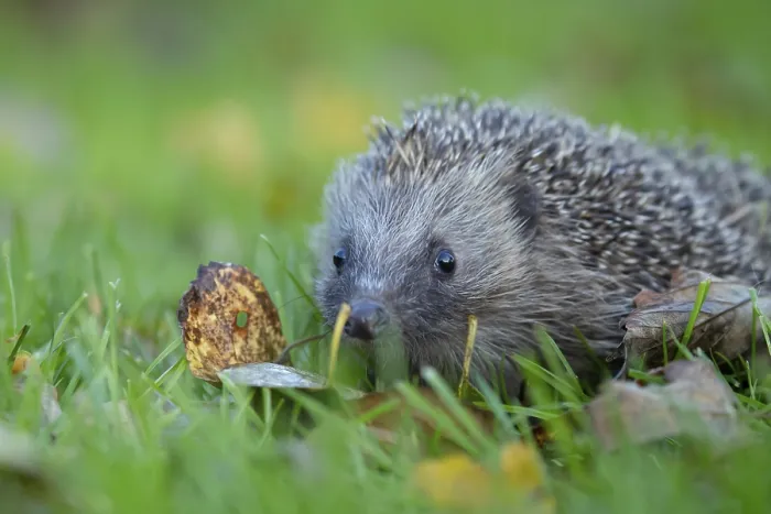 Framed Print : European hedgehog (Erinaceus europaeus) adult animal walking on a garden grass lawn in autumn