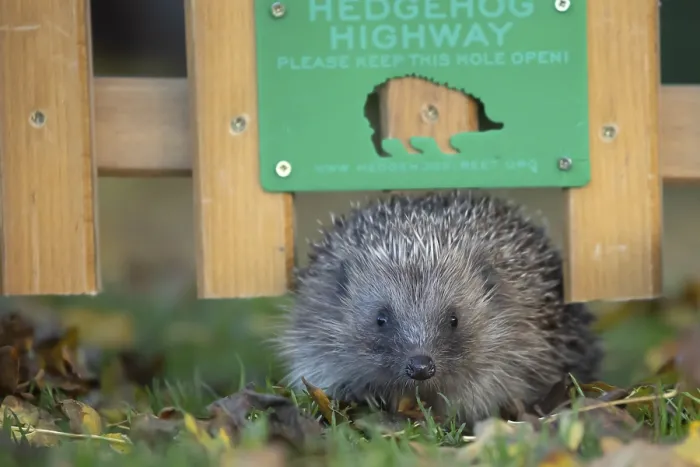Framed Print : European hedgehog (Erinaceus europaeus) adult animal walking through a hole in a garden fence with a hedgehog sign