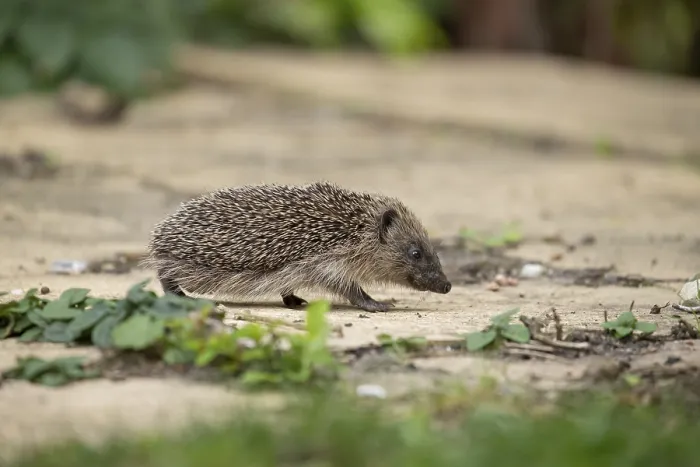 Framed Print : European hedgehog (Erinaceus europaeus) adult mammal walking on a garden path in summer Framed Print : European hedgehog (Erinaceus europaeus) adult mammal walking on a garden path in summer