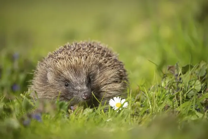 Framed Print : European hedgehog (Erinaceus europaeus) adult walking in a meadow with Spring flowers