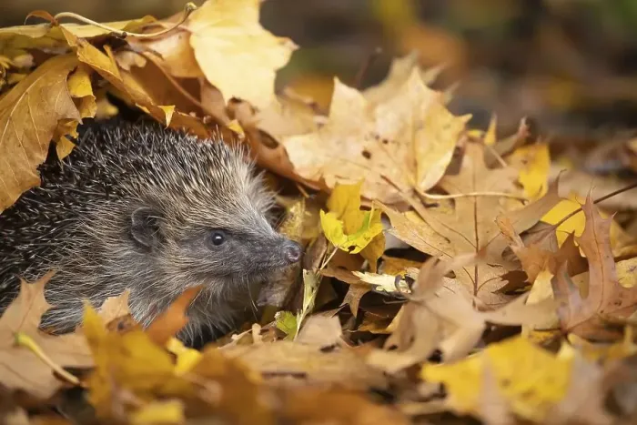 Framed Print : European hedgehog (Erinaceus europaeus) emerging from fallen autumn leaves Framed Print : European hedgehog (Erinaceus europaeus) emerging from fallen autumn leaves