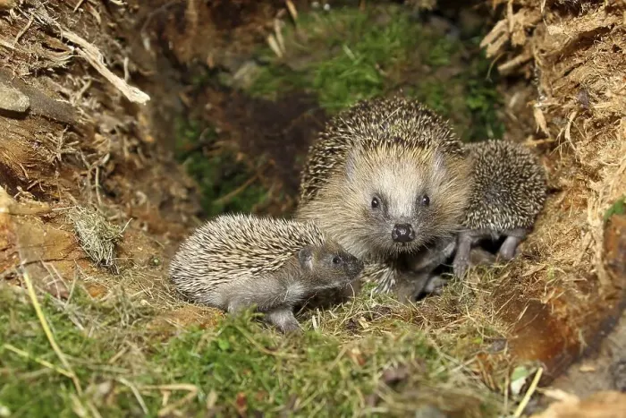 Framed Print : European Hedgehog (Erinaceus europaeus) with young Framed Print : European Hedgehog (Erinaceus europaeus) with young
