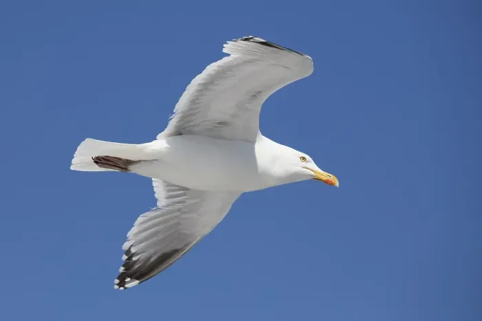 Framed Print : European herring gull (Larus argentatus)