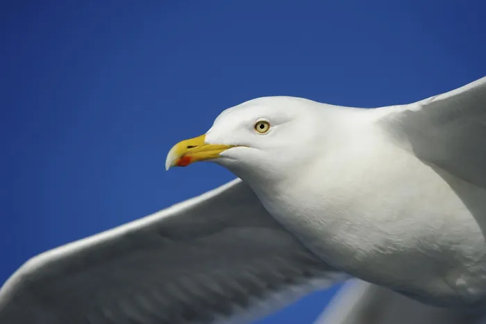 Framed Print : European herring gull (Larus argentatus)