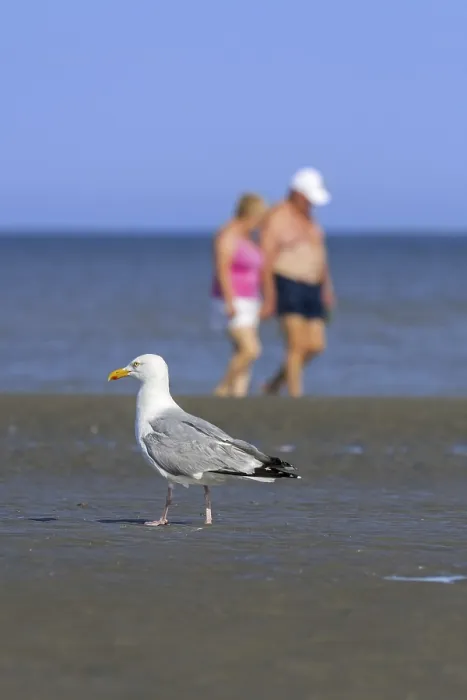 Framed Print : European herring gull (Larus argentatus)
