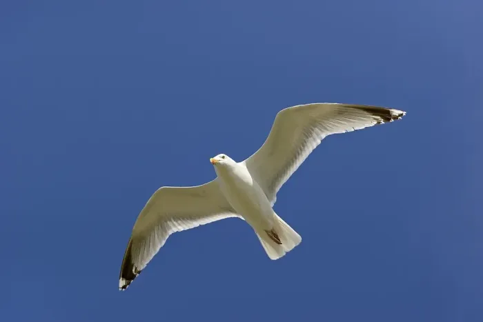 Framed Print : European herring gull (Larus argentatus) in flight