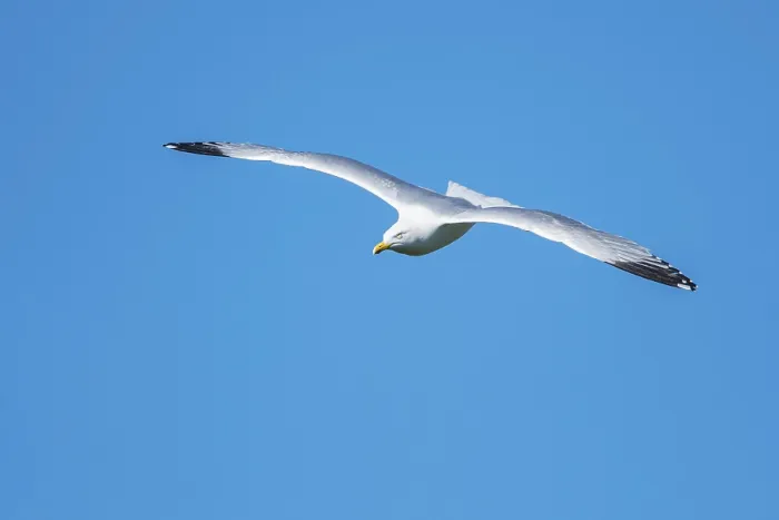 Framed Print : European Herring Gull (Larus argentatus) in flight on blue sky Framed Print : European Herring Gull (Larus argentatus) in flight on blue sky