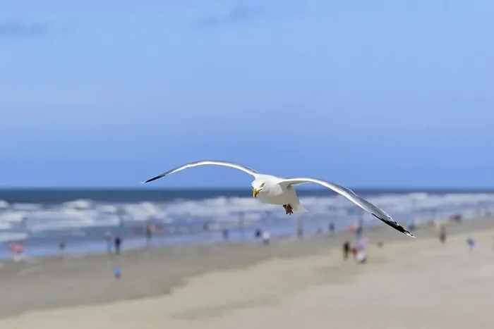 Framed Print : European herring gull (Larus argentatus) in flight over the northern Beach