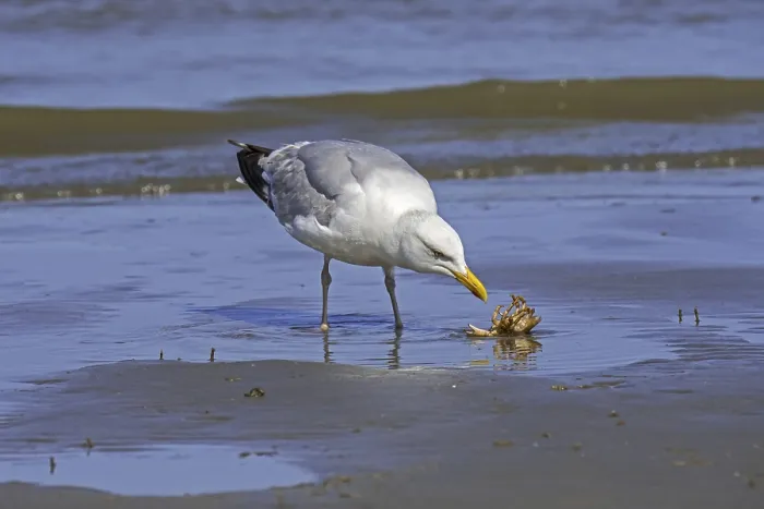 Framed Print : European herring gull (Larus argentatus) looking on squirming green shore crab (Carcinus maenas) Framed Print : European herring gull (Larus argentatus) looking on squirming green shore crab (Carcinus maenas)