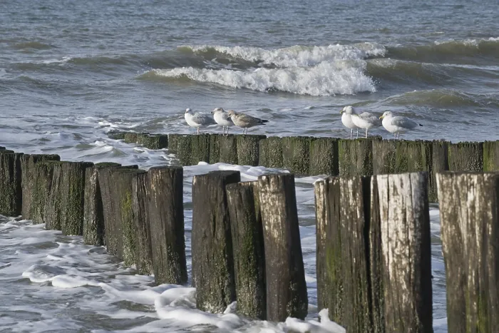 Framed Print : European herring gulls (Larus argentatus) on groynes on the beach