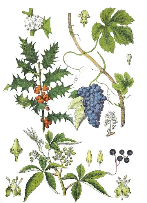 Framed Print : European Holly, Common Holly, Holly or Ilex