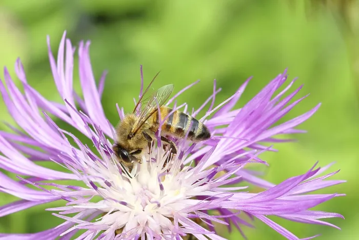 Framed Print : European honey bee (Apis mellifera)