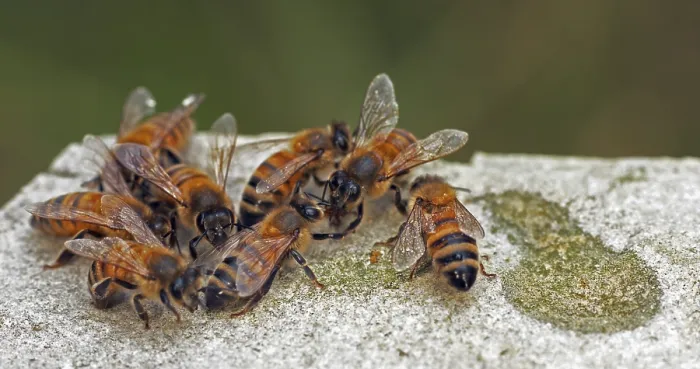Framed Print : European Honey Bee (apis mellifera)