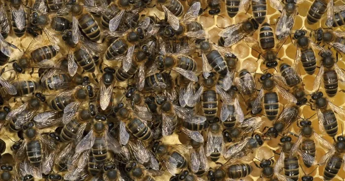 Framed Print : |European Honey Bee (apis mellifera)