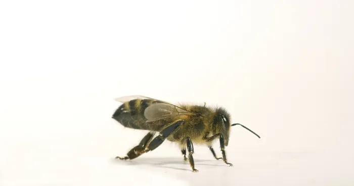 Framed Print : European Honey Bee (apis mellifera)