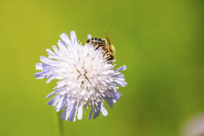 Framed Print : European honey bee (Apis mellifera) sitting on a flower