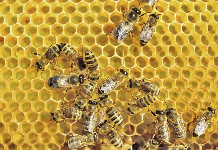 Framed Print : European Honey Bees (Apis mellifera var) Framed Print : European Honey Bees (Apis mellifera var)