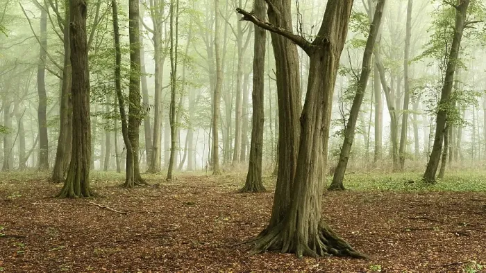 Framed Print : European hornbeams (Carpinus betulus) forest with fog Framed Print : European hornbeams (Carpinus betulus) forest with fog