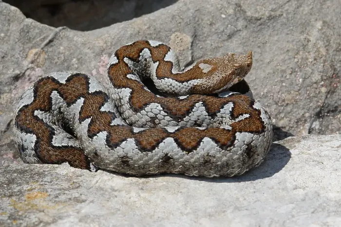 Framed Print : European horned viper Framed Print : European horned viper