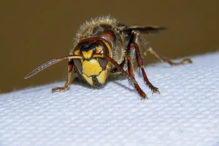 Framed Print : European hornet is a very large wasp